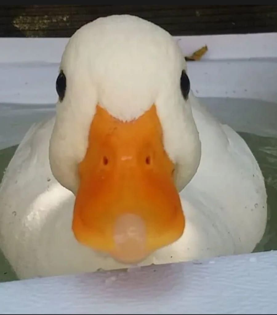 Profil von Genael